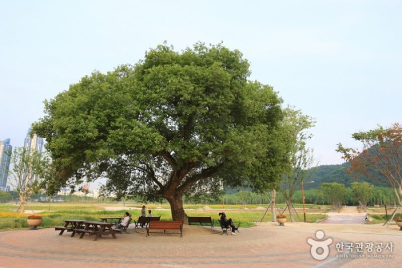 太和江大公園