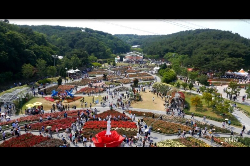 蔚山大公園玫瑰節