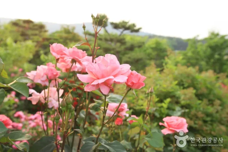 蔚山主題植物樹木園