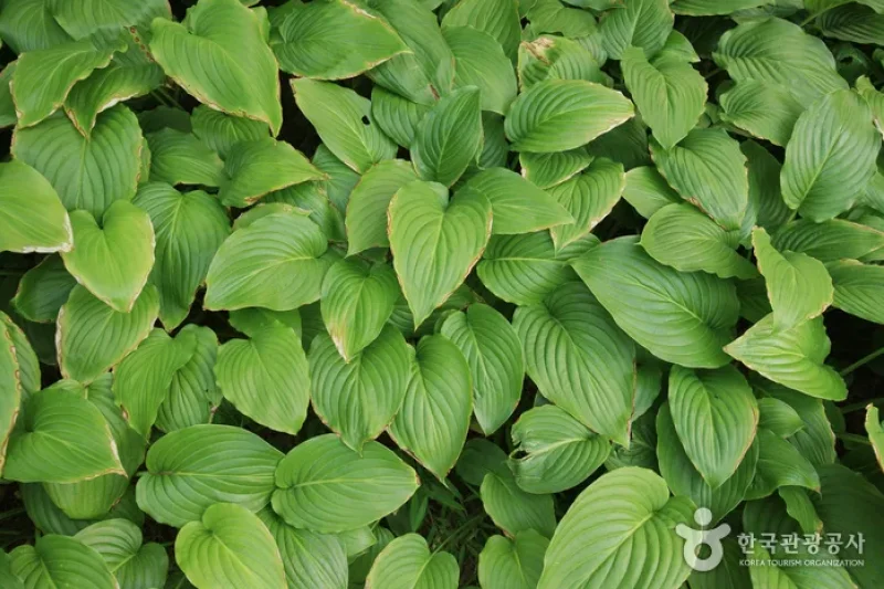 蔚山主題植物樹木園