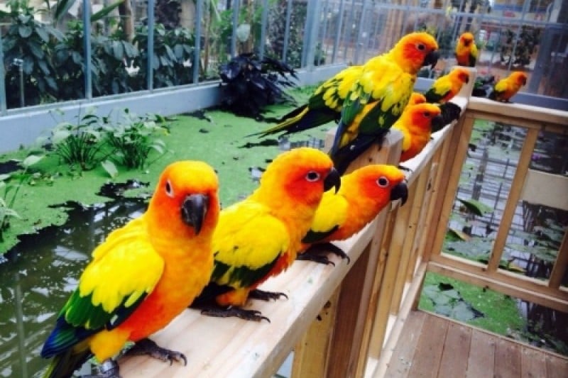 慶州鳥園 (1/29)