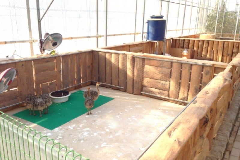 慶州鳥園 (22/29)