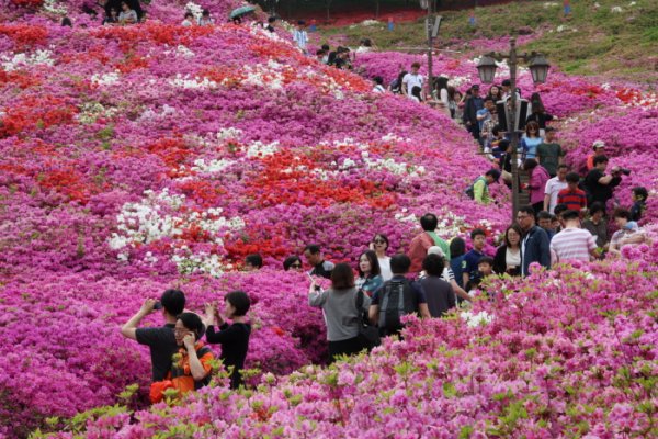 軍浦躑躅節