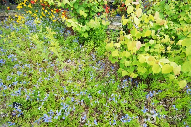 楊平野花樹木園 (20/20)