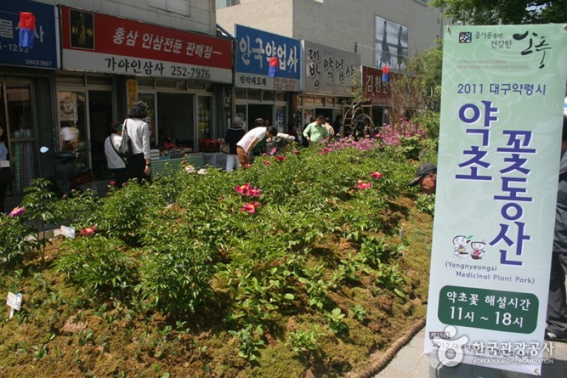 大邱藥令市韓方文化節