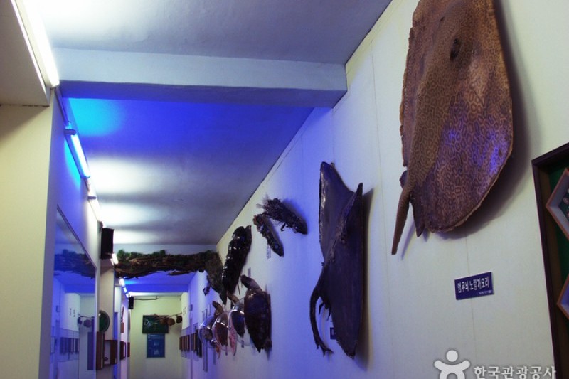 土末海洋自然史博物館 (16/17)