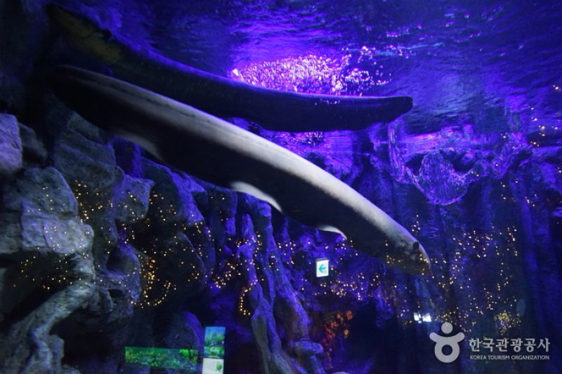 樂天世界水族館