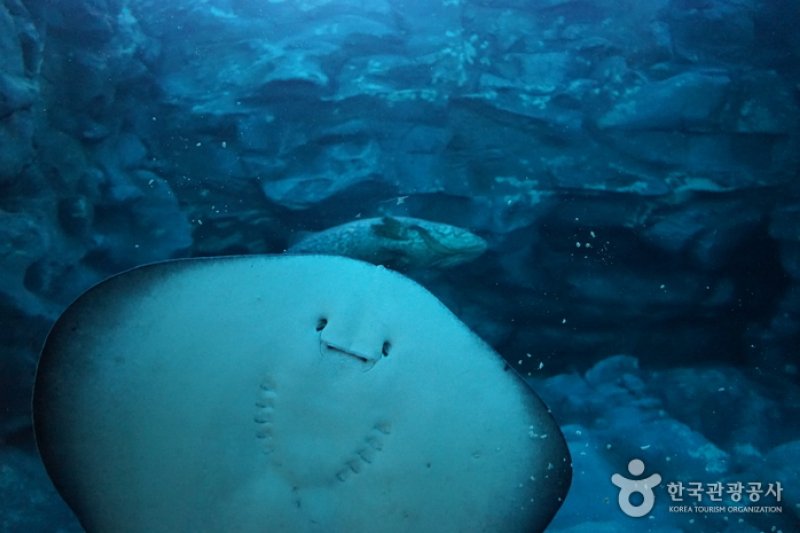 樂天世界水族館