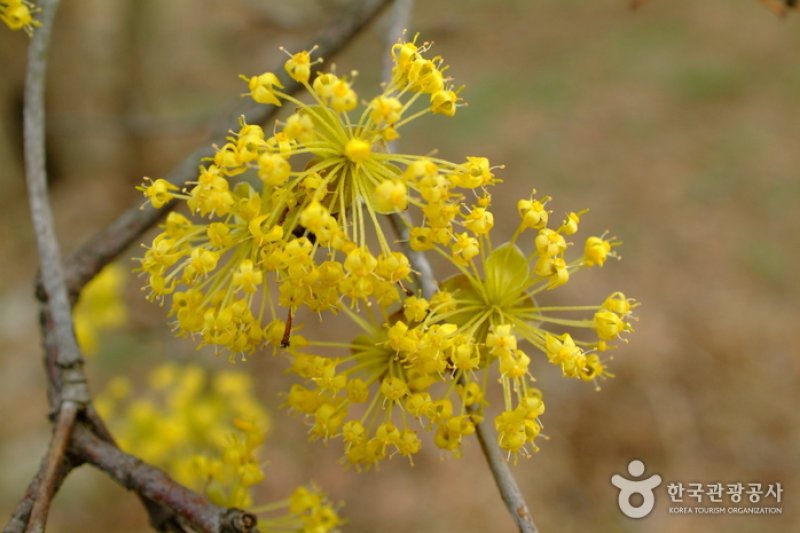 利川山茱萸村(이천 산수유마을) (4/7)