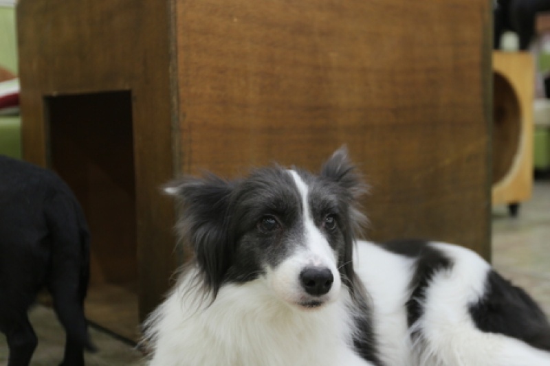 Sunny家愛犬咖啡廳 (2/5)