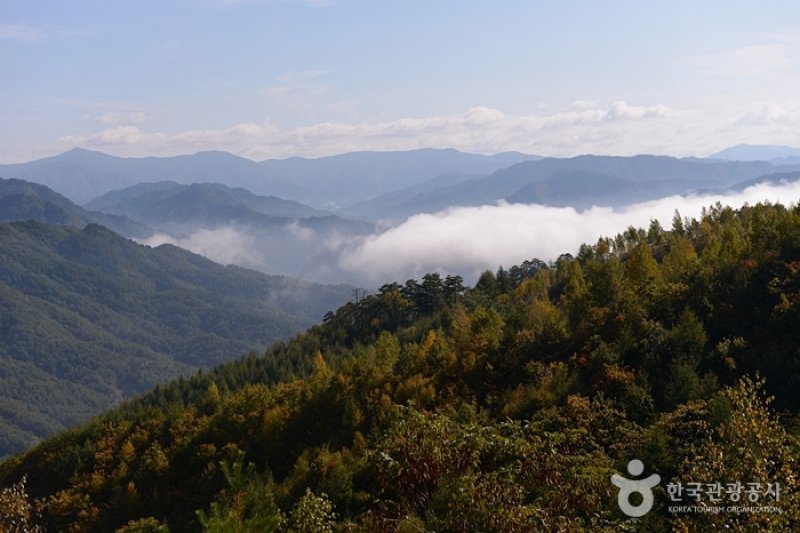 麟蹄院垈里白樺林 (26/27)