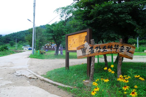 蔚珍金剛松林道