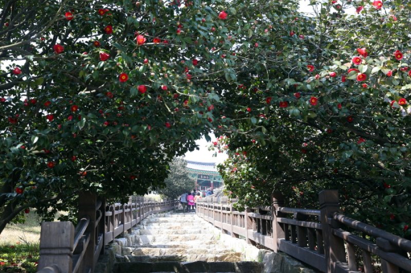 舒川山茶花短爪章魚節
