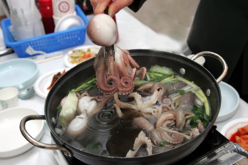 舒川山茶花短爪章魚節