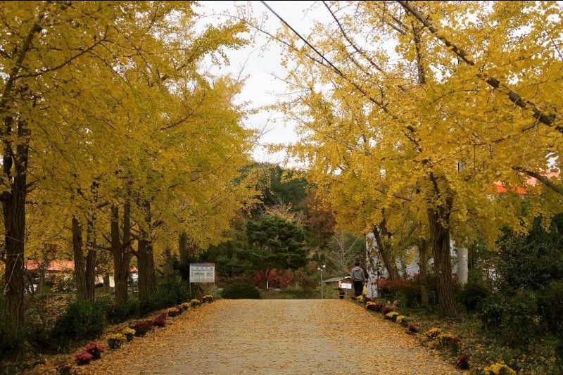 保寧銀杏村