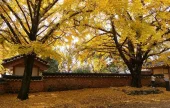 保寧銀杏村