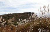 琵瑟山杜鵑花、紫芒群落地帶