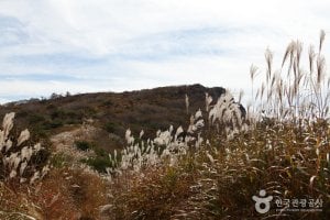 琵瑟山杜鵑花、紫芒羣落地帶