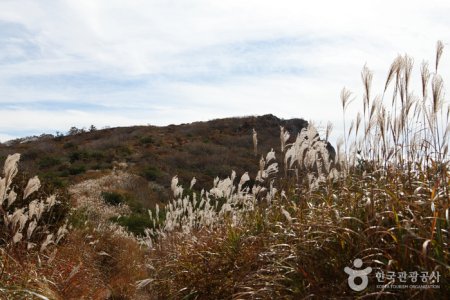 琵瑟山杜鵑花、紫芒羣落地帶