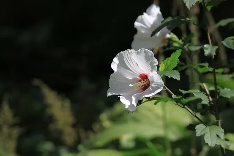 晨靜樹木園無窮花節