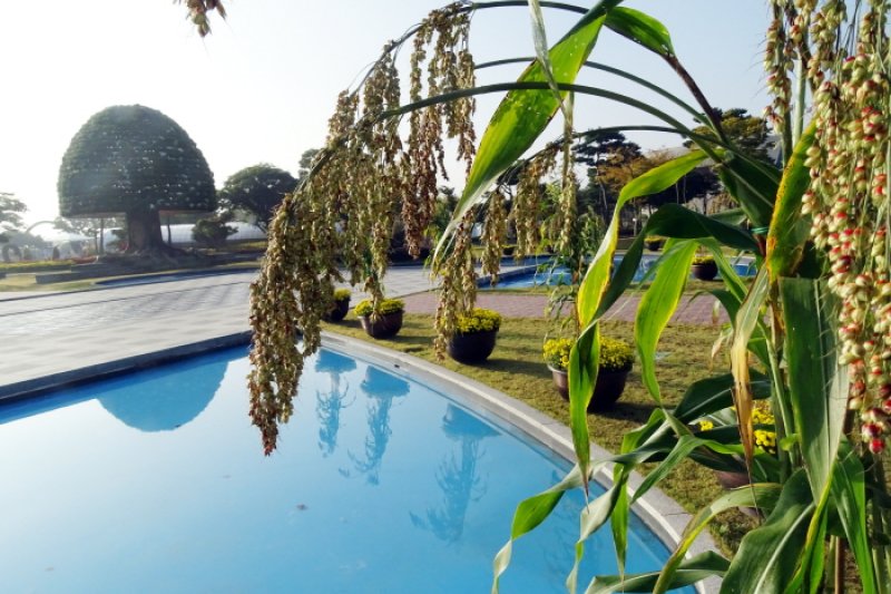 大韓民國菊香節