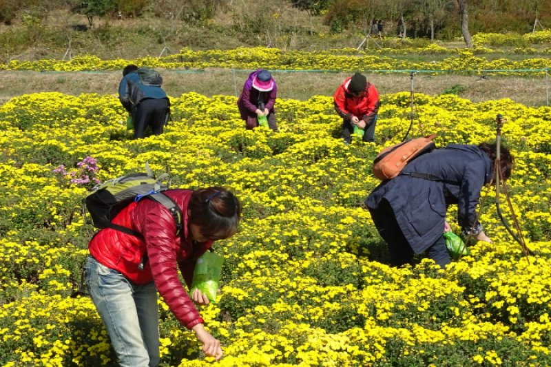 大韓民國菊香節