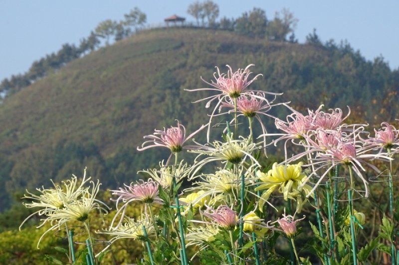 大韓民國菊香節