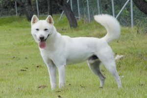 珍島犬