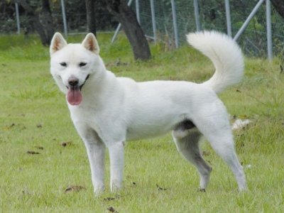 珍島犬
