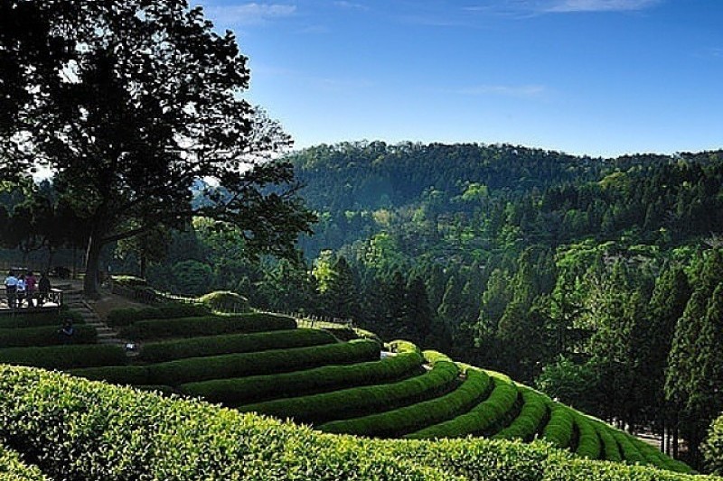 寶城茶香節