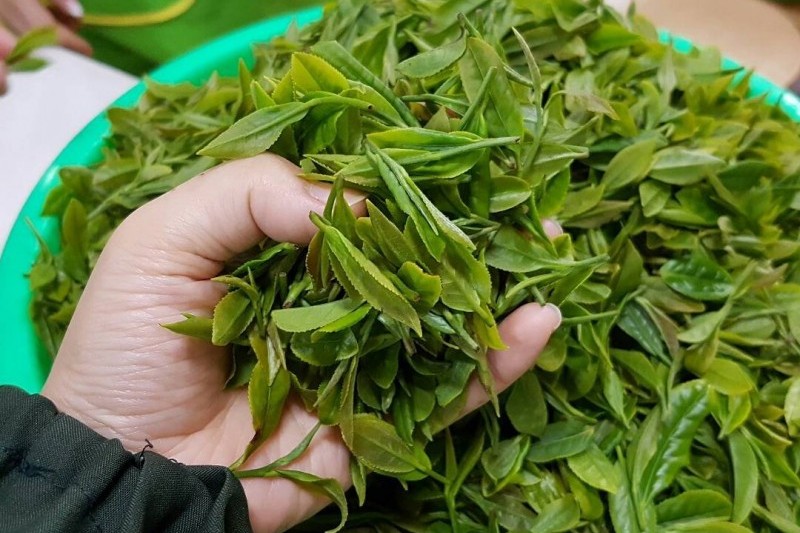 寶城茶香節