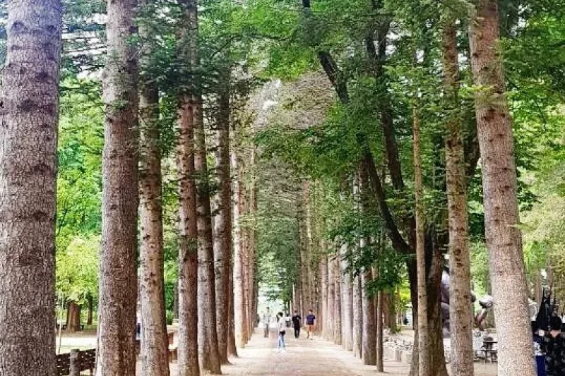 ★皇牌★南怡島一天團A (3/7)