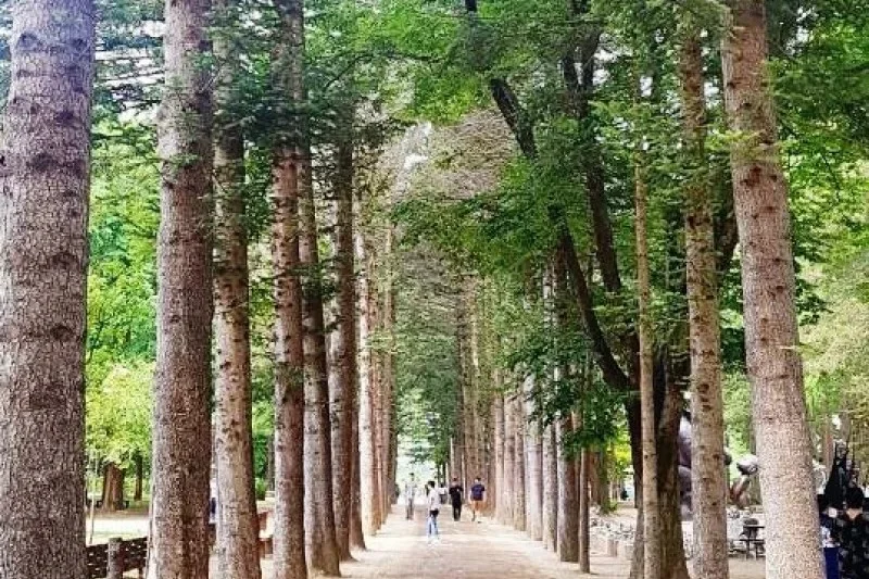 ★皇牌★南怡島一天團E (13/16)