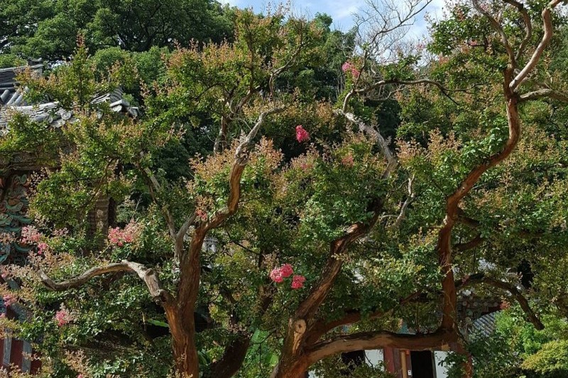 直指寺山寺體驗 (10/14)