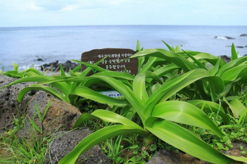 濟州兔島文珠蘭原生地 (1/1)