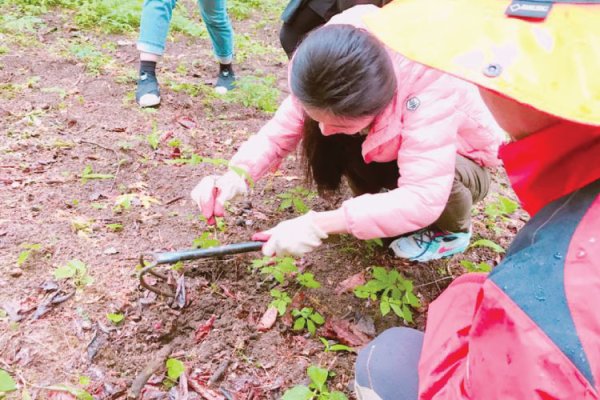 江原道人參體驗1日遊