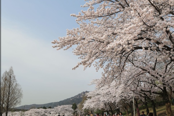 【韓國旅遊資訊】 浪漫4月，相約走在首爾〮濟州的櫻花路上