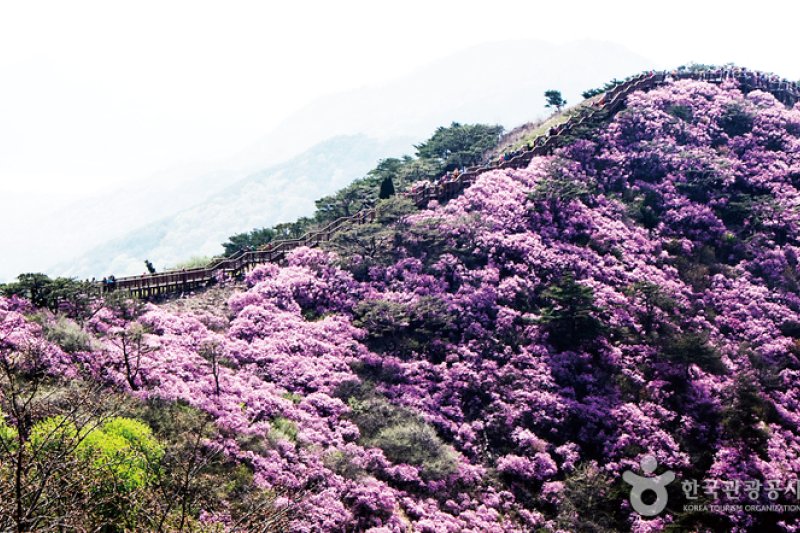 江華高麗山杜鵑節