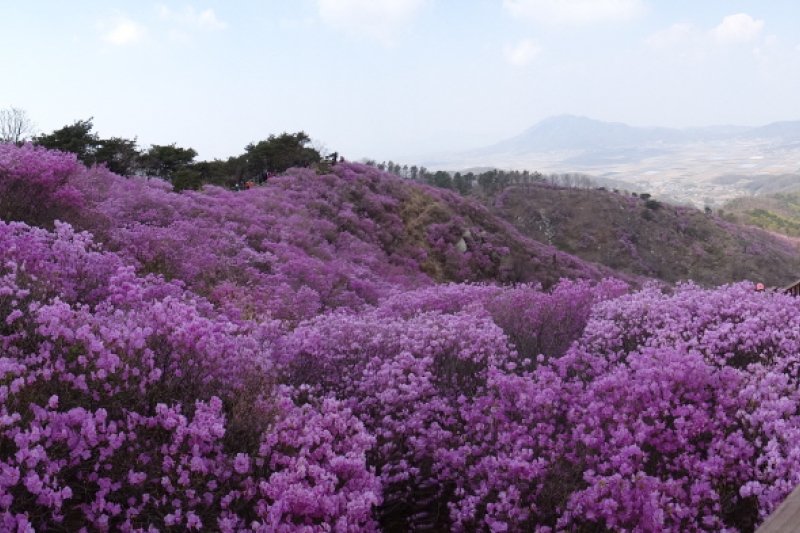 江華高麗山杜鵑節