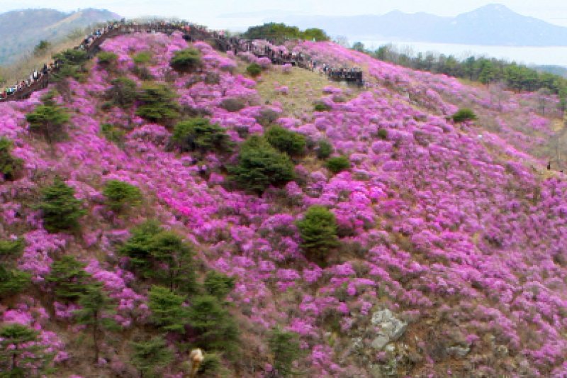 江華高麗山杜鵑節