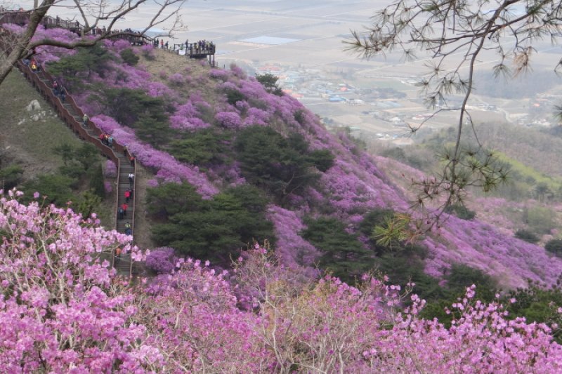 江華高麗山杜鵑節