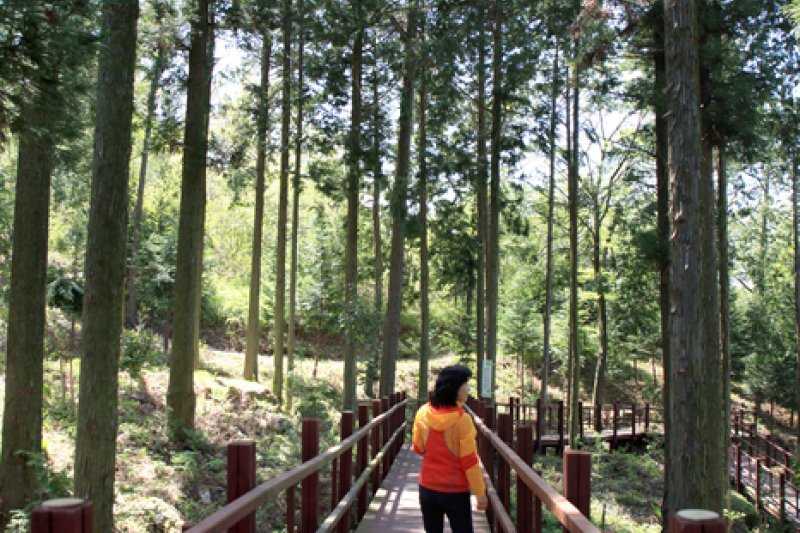 扁柏林森林樂園(편백숲 우드랜드) (4/5)