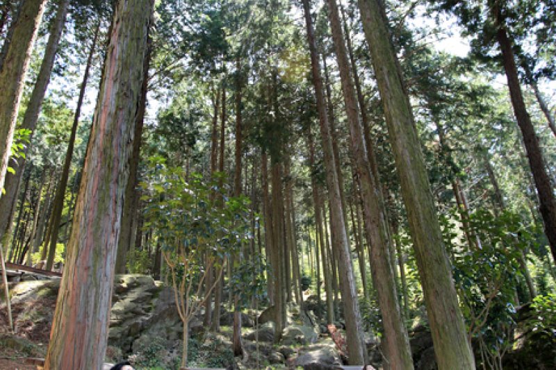 扁柏林森林樂園(편백숲 우드랜드) (5/5)