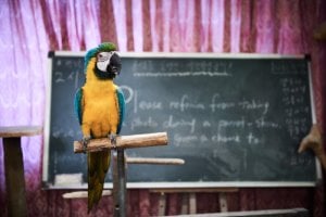 韓國鸚鵡學校