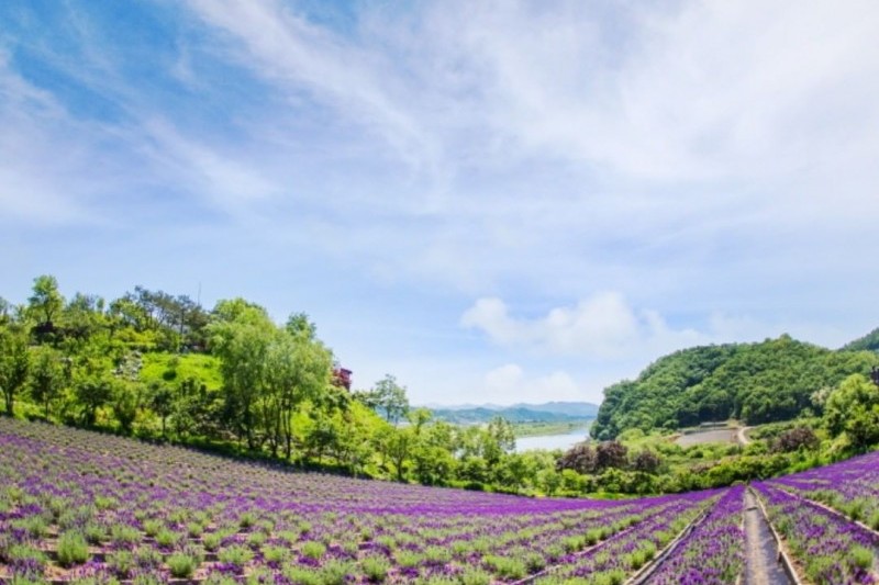 香草村莊