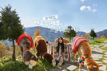 羊駝世界(AlpacaWorld) 門票 - 韓國熱門多種動物互動秀